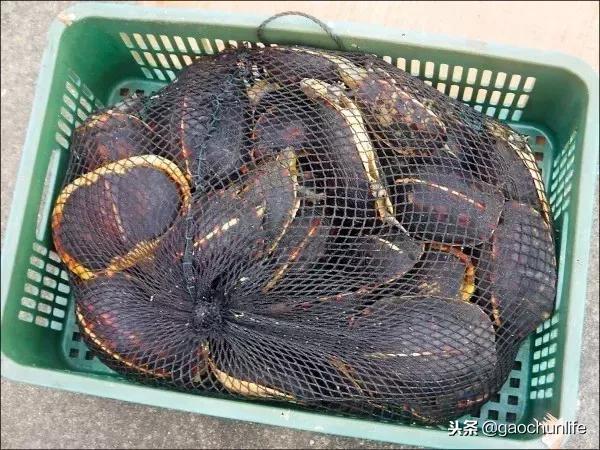 黄缘龟新手指南,怎么挑选黄缘龟