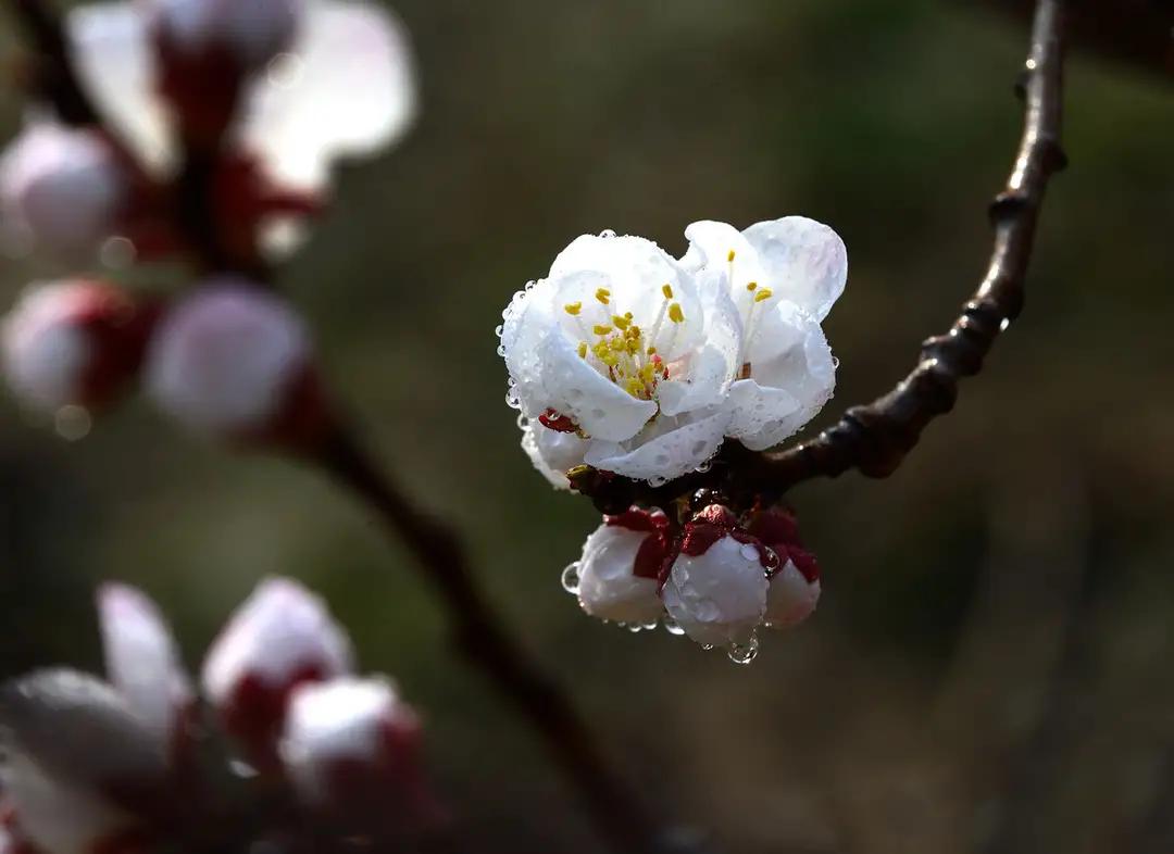 沾衣杏花雨吹面不寒杨柳风翻译,沾衣欲湿杏花雨吹面不寒杨柳风