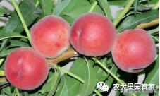 种植新品种果树苗一手货源,各种新品种果树苗木一手货源