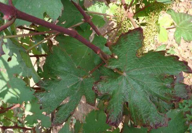 叶片边缘黄了怎么回事？缺钾？肥害？