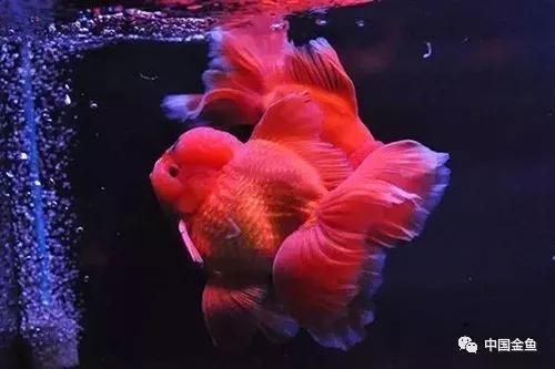 百褶泰狮金鱼尾鳍养多久才会出褶,泰狮金鱼可以和日寿金鱼养一起吗