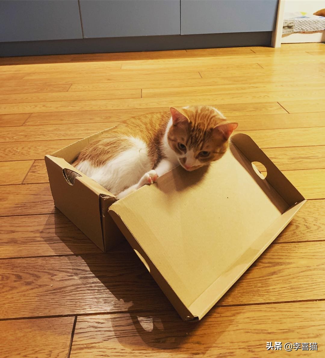 猫咪为什么喜欢睡纸箱,为什么猫咪偏爱纸箱睡觉