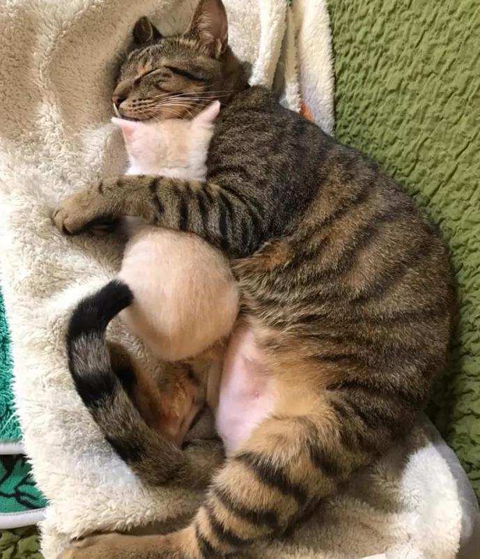 猫真的会把你当妈妈,猫把你当成妈妈是啥样子的