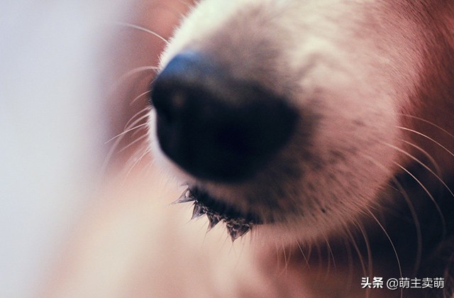 狗狗口水多怎么回事,狗狗口水很黏是怎么回事