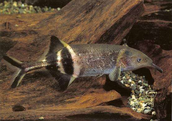 冷门高端观赏鱼有哪些鱼,比较好养的冷门观赏鱼小鱼