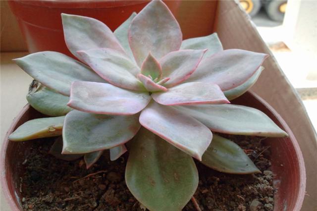 养多肉姬胧月怎么让它快速长大,姬胧月多肉怎么养护