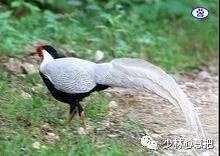 中药图片大全名称,中药图片大全带药名高清