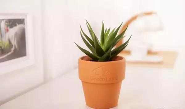 养芦荟用什么盆最好,在家里养芦荟居然有这么多好处