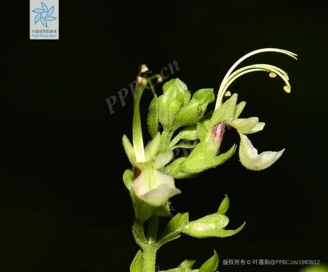 绣球花的花瓣好漂亮！等等，你确定那是花瓣？