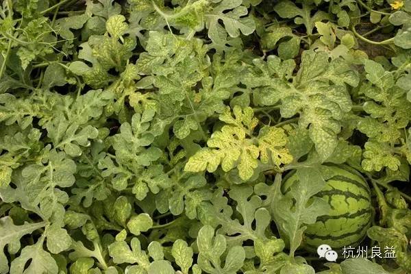 西瓜病虫害一本通表,西瓜红薯种植病虫害防治