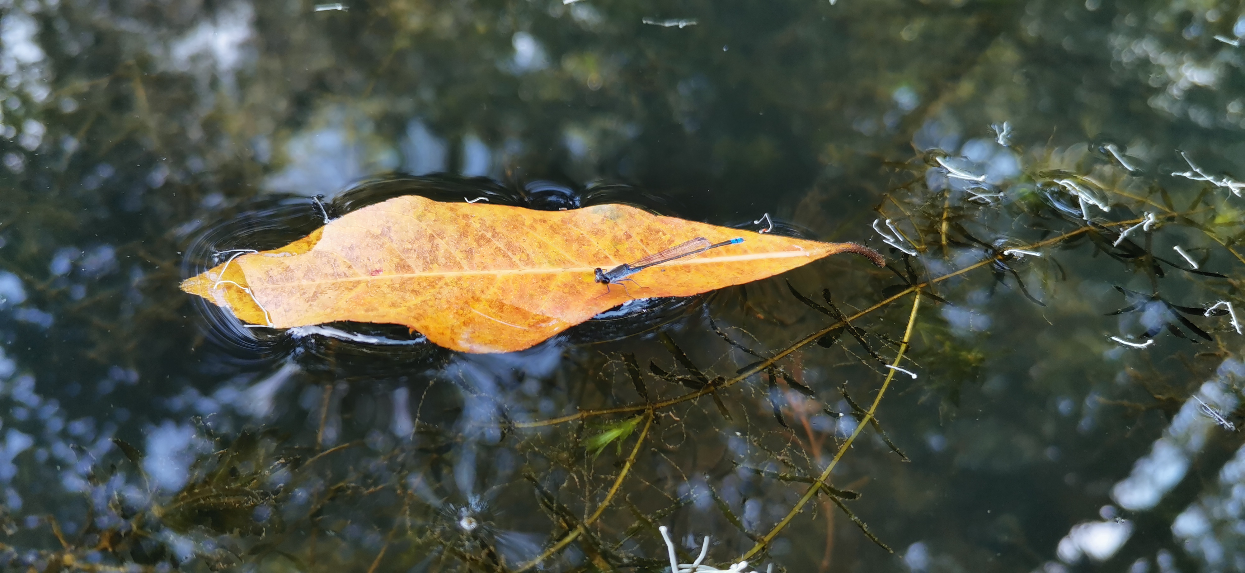 原创诗作投稿,《原创》诗
