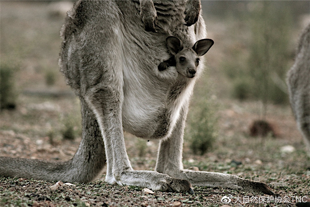 有袋动物为什么都在澳大利亚,有袋动物小科普