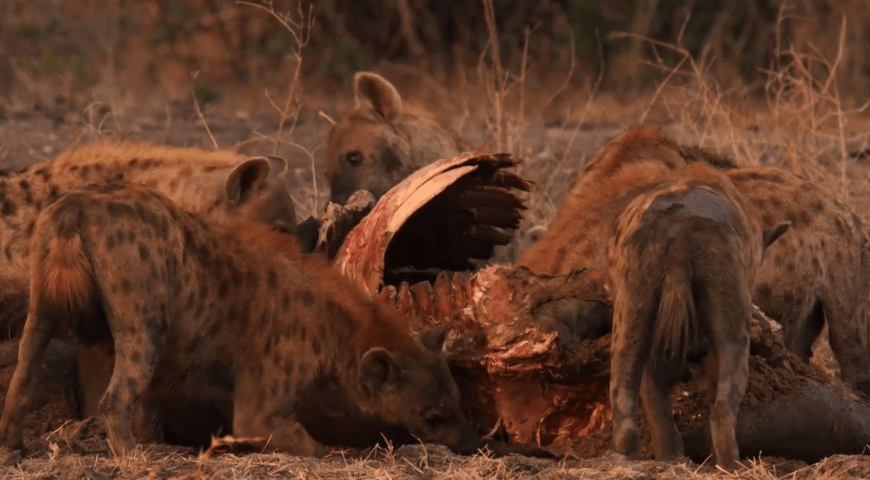 顶级猎手捕猎时刻,顶级猎手拼杀早期视频