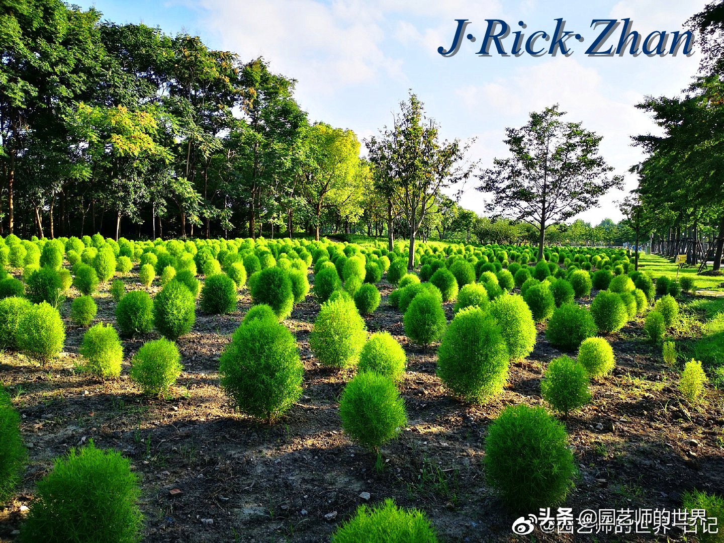 红色地肤草的种植方法,红地肤怎么养