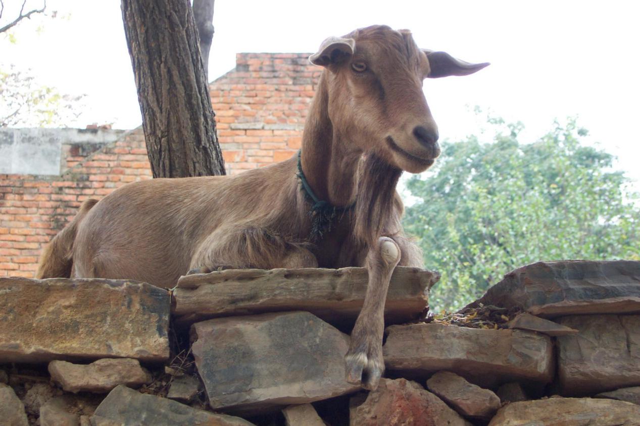 内乡一日游必去的10个免费景点,内乡石头村能去吗
