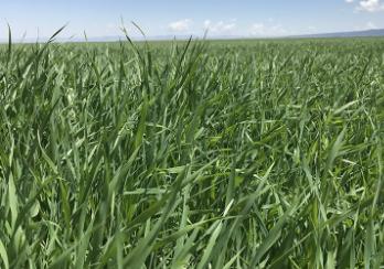 干草储存方法,干草储存湿度要求