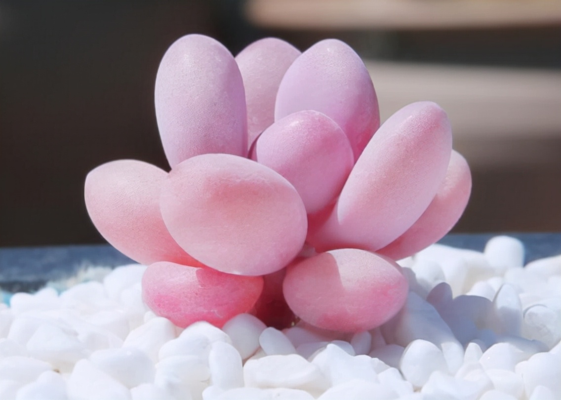 比较可爱的多肉植物,又萌又可爱的多肉植物