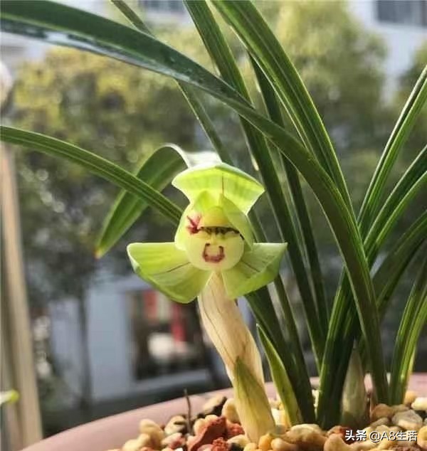 每日一品中国兰花图片,每日一品全文