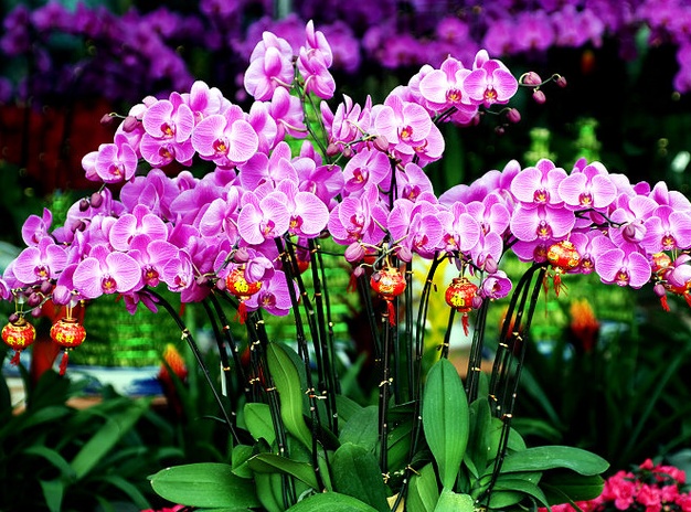 蝴蝶兰叶子变软变蔫了如何补救,蝴蝶兰花变软变蔫了如何补救