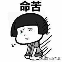 判断一个玉米品种的好坏的标准,新手玉米