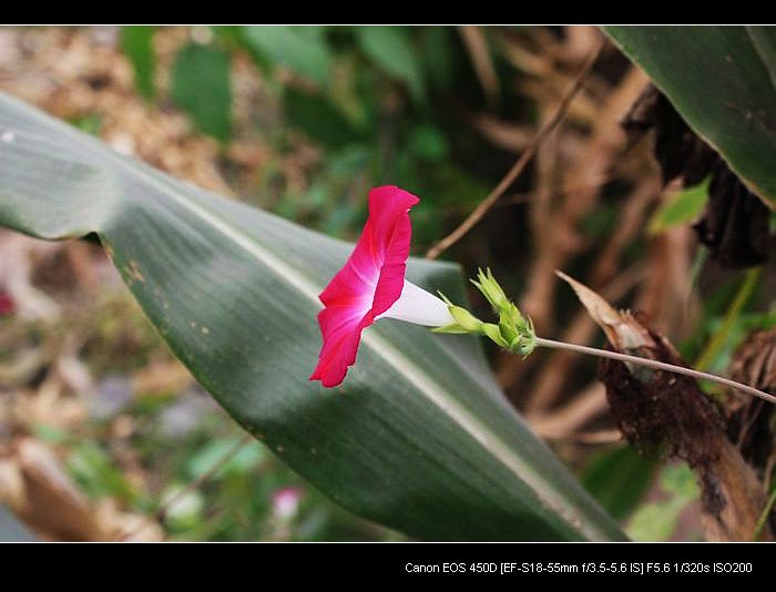 记录农家小院的真实生活,北方农村隐居田园的生活