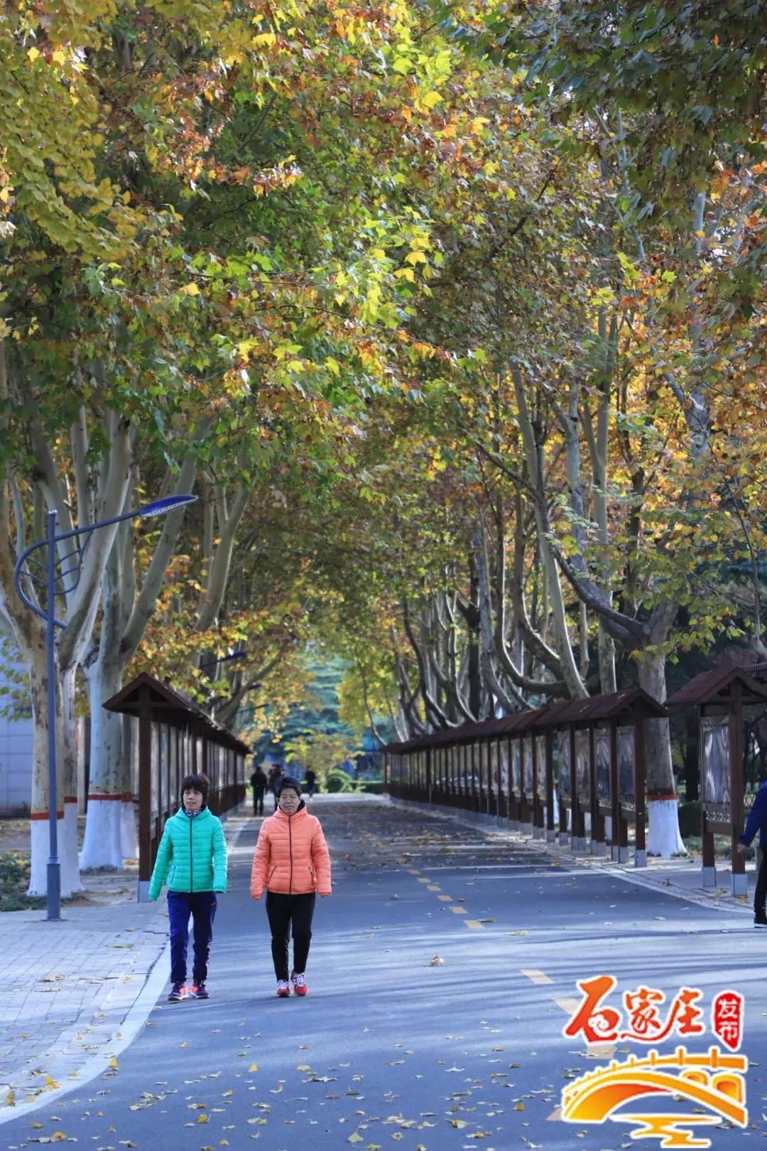 四十年前石家庄街景视频,石家庄40年