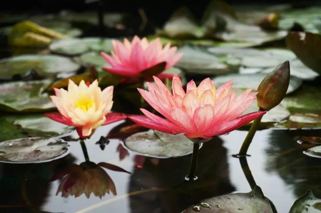 世界各国的国花集锦惊艳,世界各国国花大全