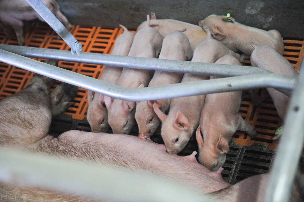 小猪咳喘如何处理,小猪咳喘需要打什么针