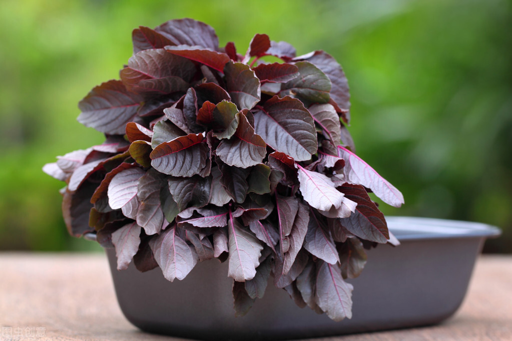 今天才真正了解苋菜,关于它的小知识您了解么?来,看这里