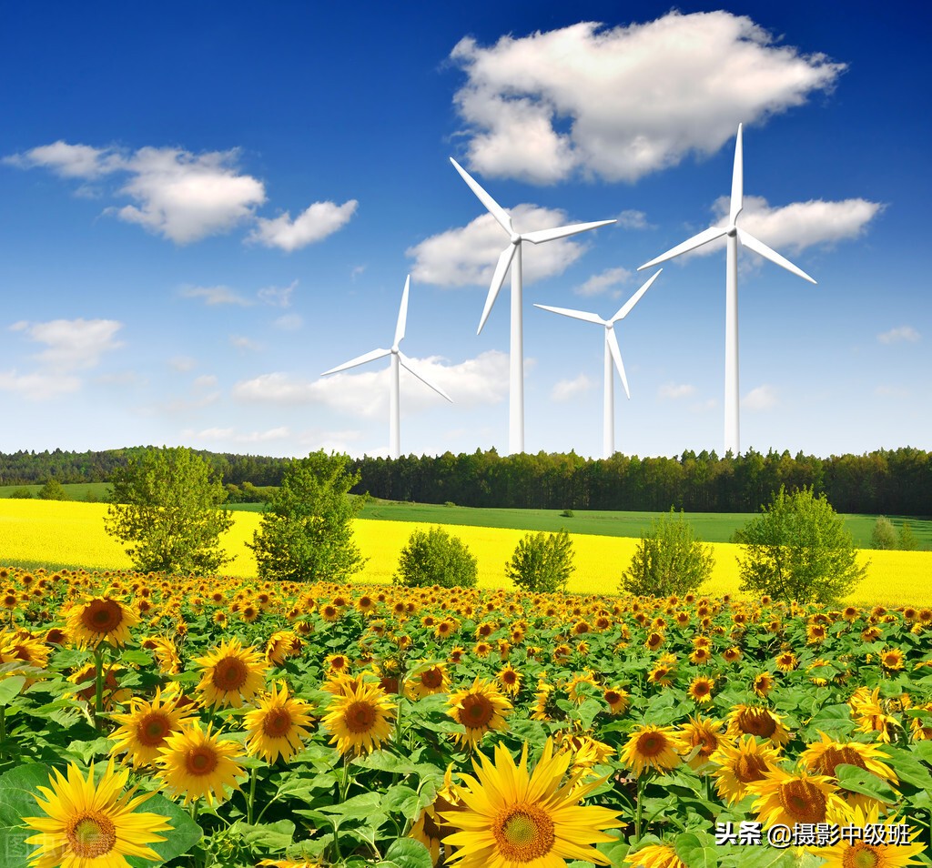 拍向日葵的教程,向日葵拍花技巧