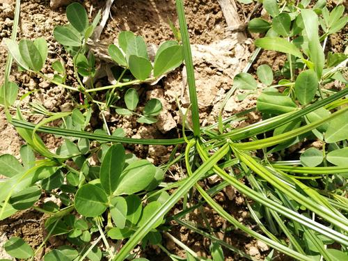 花生地除杂草用什么药,花生田莎草专用除草剂