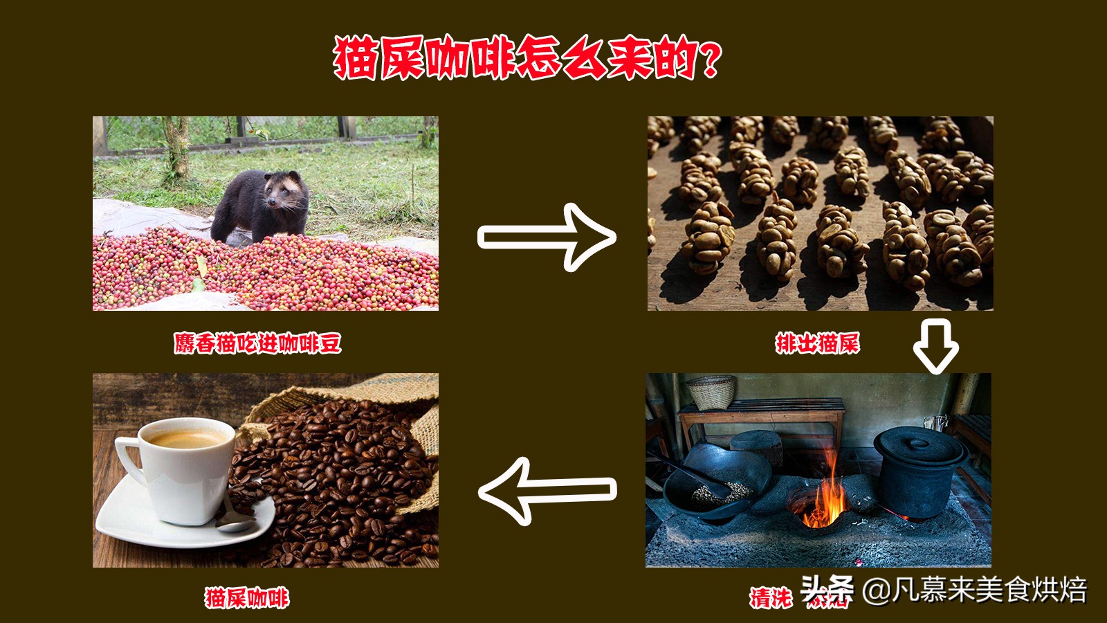 猫屎咖啡多少钱100克,正宗猫屎咖啡一斤多少钱