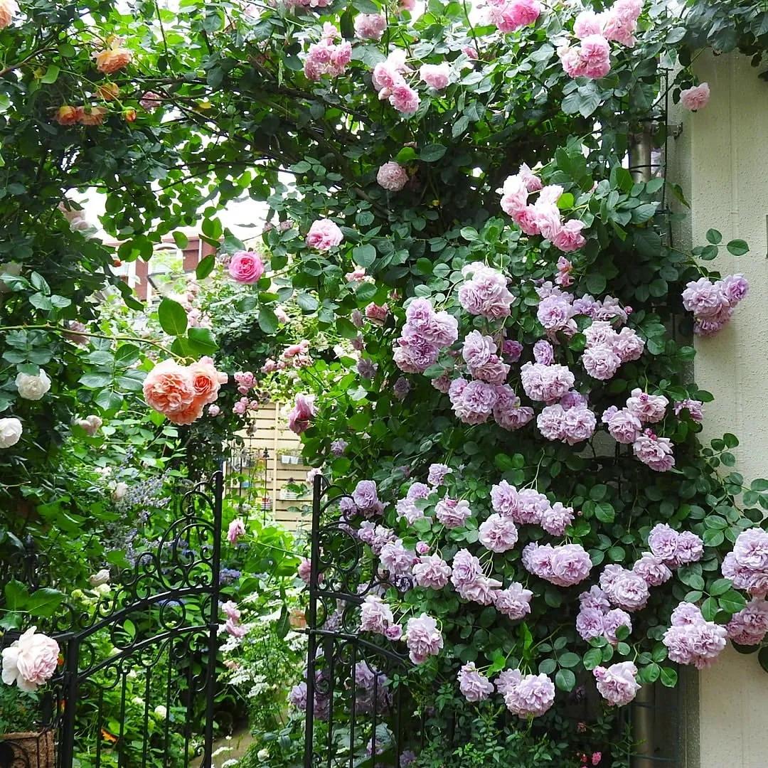 养花常见病虫害及处理方法,养花病虫害必备知识大全