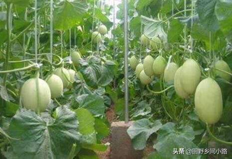 甜瓜的种植与管理技术,如何种植甜瓜质量好产量高