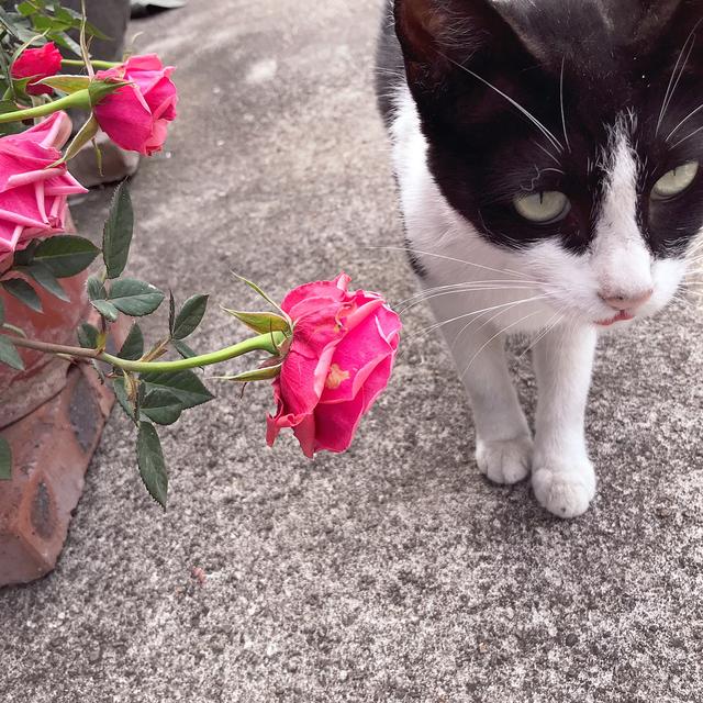 520礼物送什么寓意好,520送礼指南送这些准没错