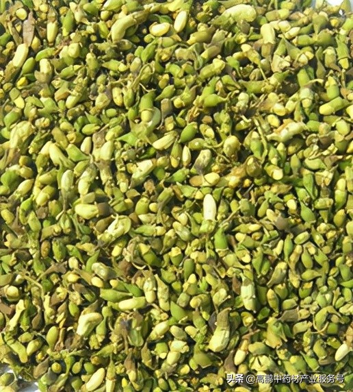 高鹏说药材：双季槐-农民增收的发财树