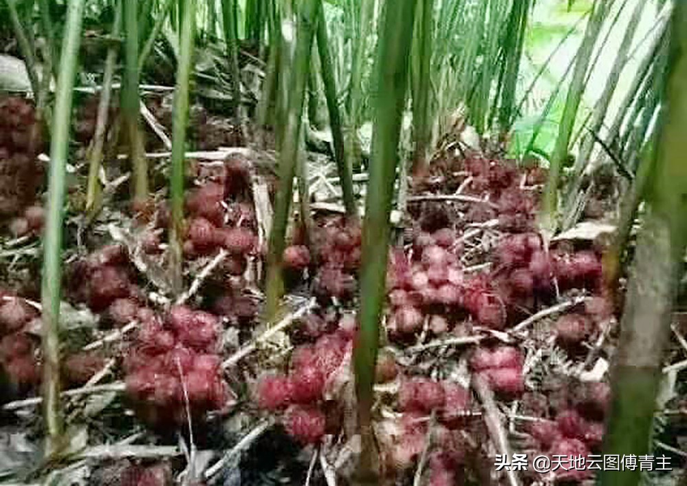 中药砂仁的价格行情及产地供货商,未来5年砂仁价格