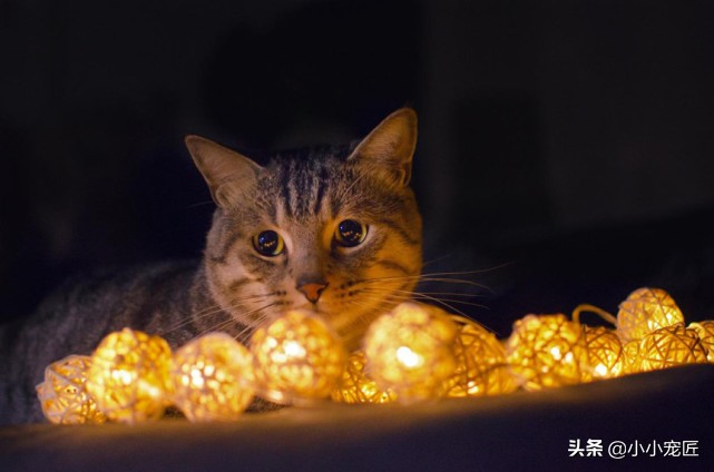 长期给猫吃过多的食物会怎样,这些东西千万不要给牛吃