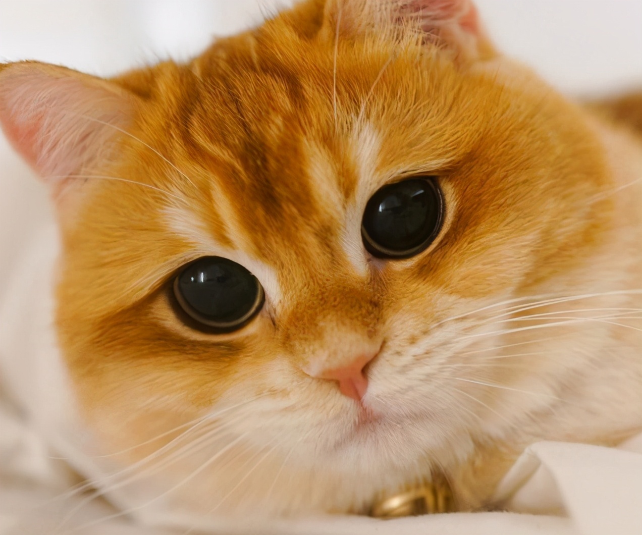 全网最帅五大缅因猫,十大凶悍猫咪排行榜第九名缅因猫