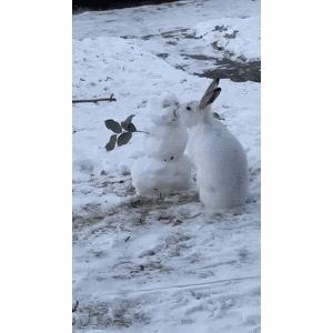 兔子被人亲吻的视频,网友拍下全是雪人一幕