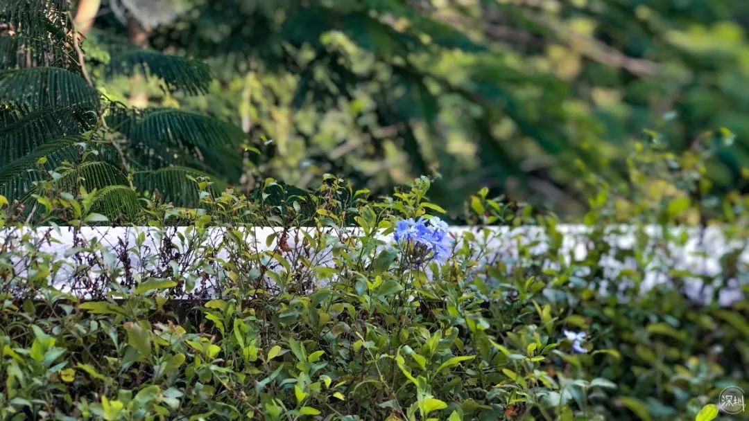 莲花山绿了没,莲花山红色景点有哪些