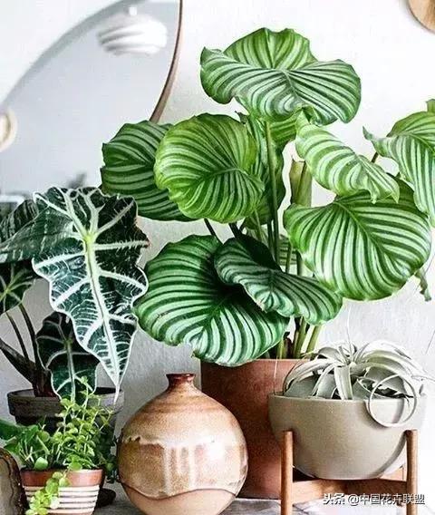 打翻了调色盘的花,打翻了调色盘的美景