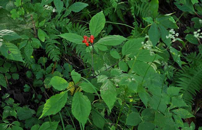 科普篇吃人参三大误区,吃人参的误区有哪几个