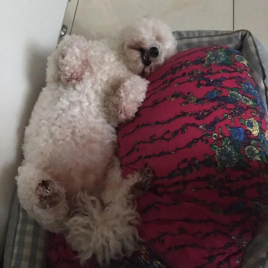 模仿狗狗睡姿,分享下你家狗子的睡姿