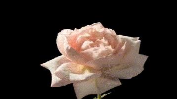 尖锐性湿疣与艾滋病哪个更严重,尖锐性湿疣跟艾滋病有关系吗