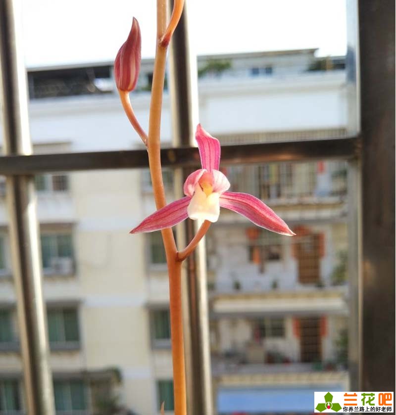 素心兰花和青山玉泉兰花哪个更好,素心兰花是什么样子