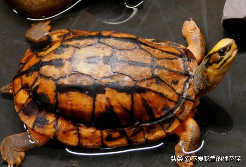 珍稀金钱龟,金钱龟的真实来历