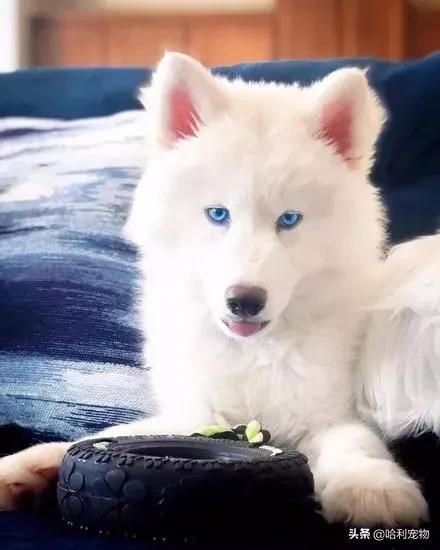 萨摩和哈士奇的孩子长大的样子,哈士奇和萨摩生的孩子