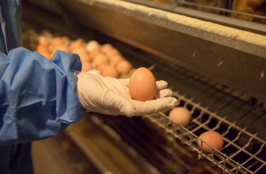 保食品安全,保春耕护粮安农资企业在行动