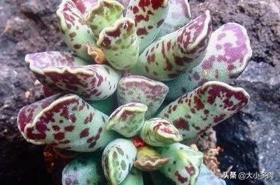 水泡海豹和粉海豹,水泡海豹种类大全大图